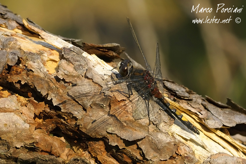 Leucorrhinia pectoralis